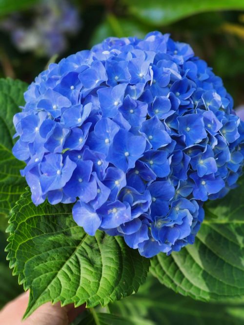 Special Request Flower Bouquet