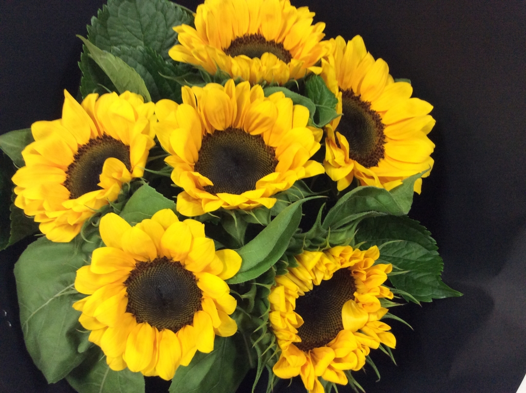 Dramatic Black Wrap with Sunflowers Flower Wholesalers Takapuna